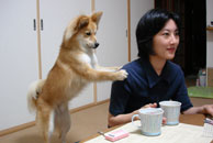 聴導犬