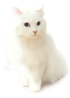 ネコの画像