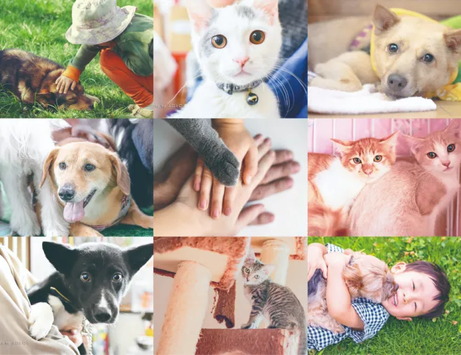 犬や猫の画像