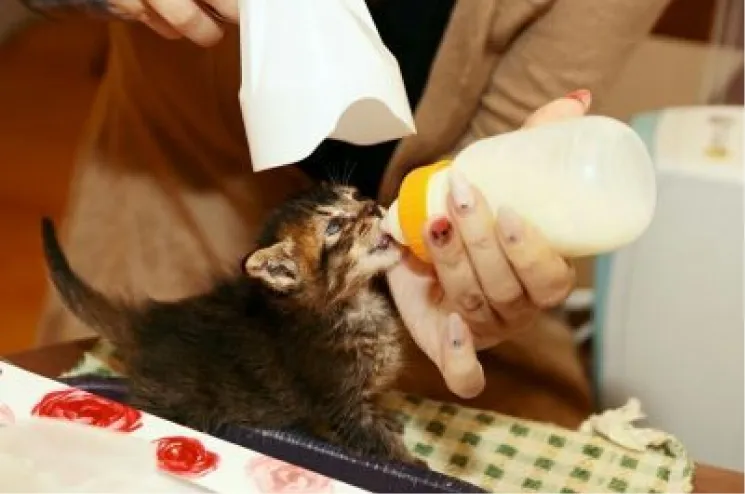 猫の画像