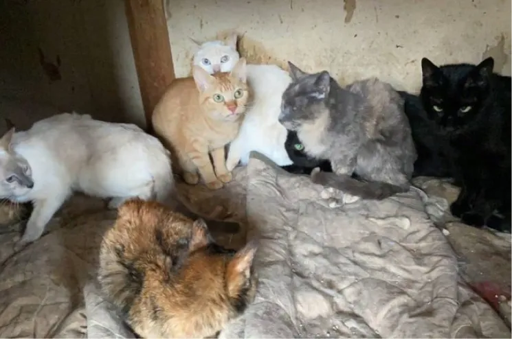 猫の画像