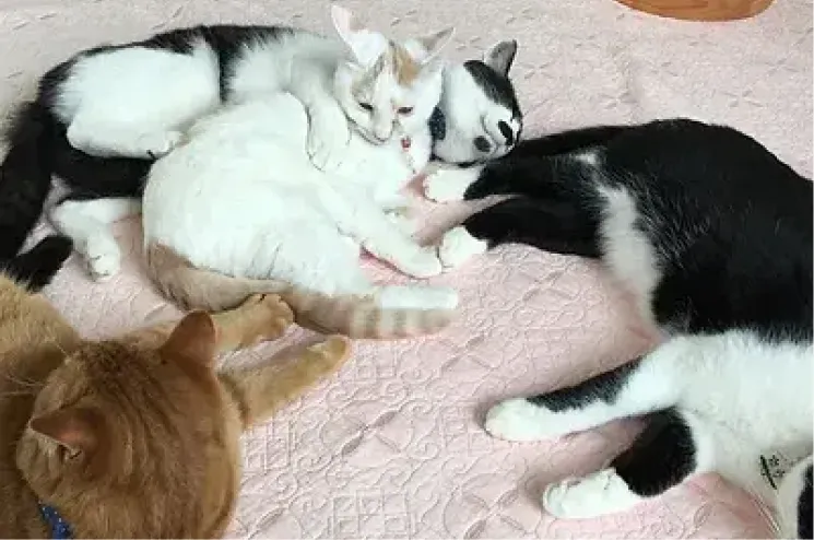 猫の画像