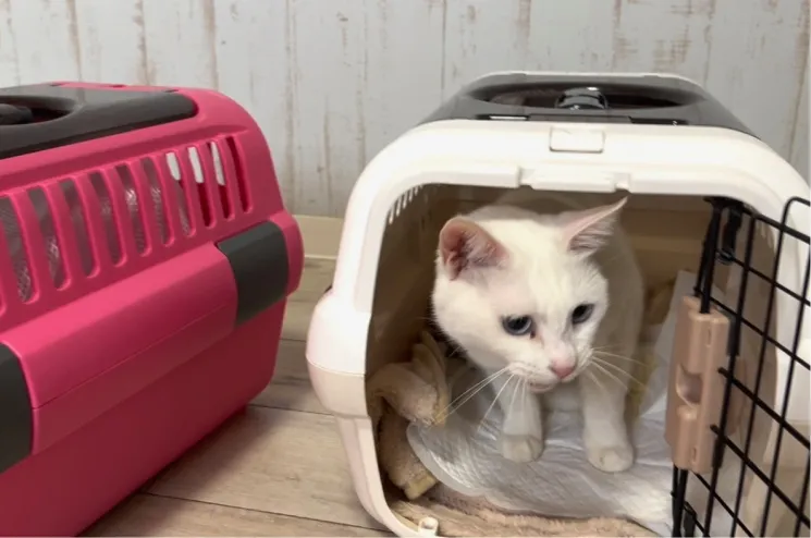 猫の画像
