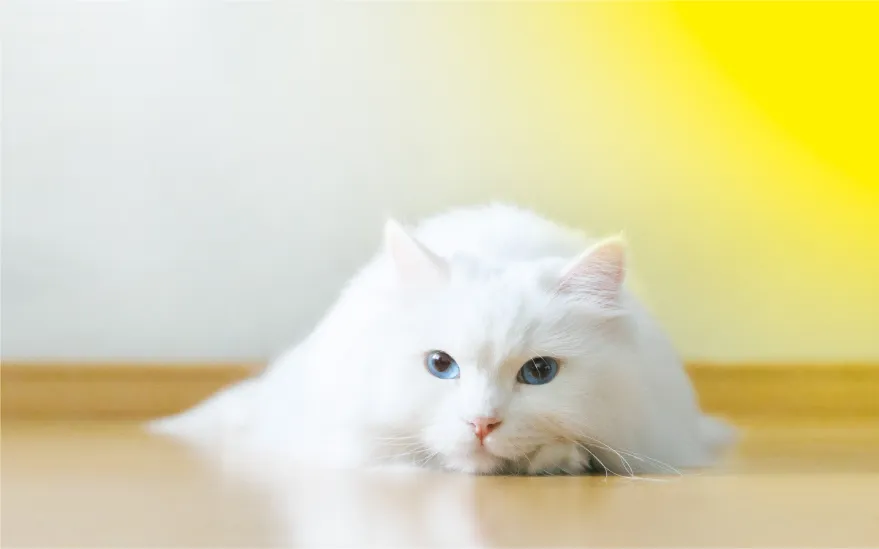 ネコの画像