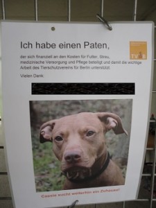 ドイツ　ティアハイム　犬の情報