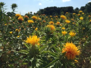 べに花