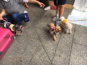 参加犬の様子