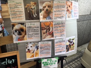 参加犬紹介