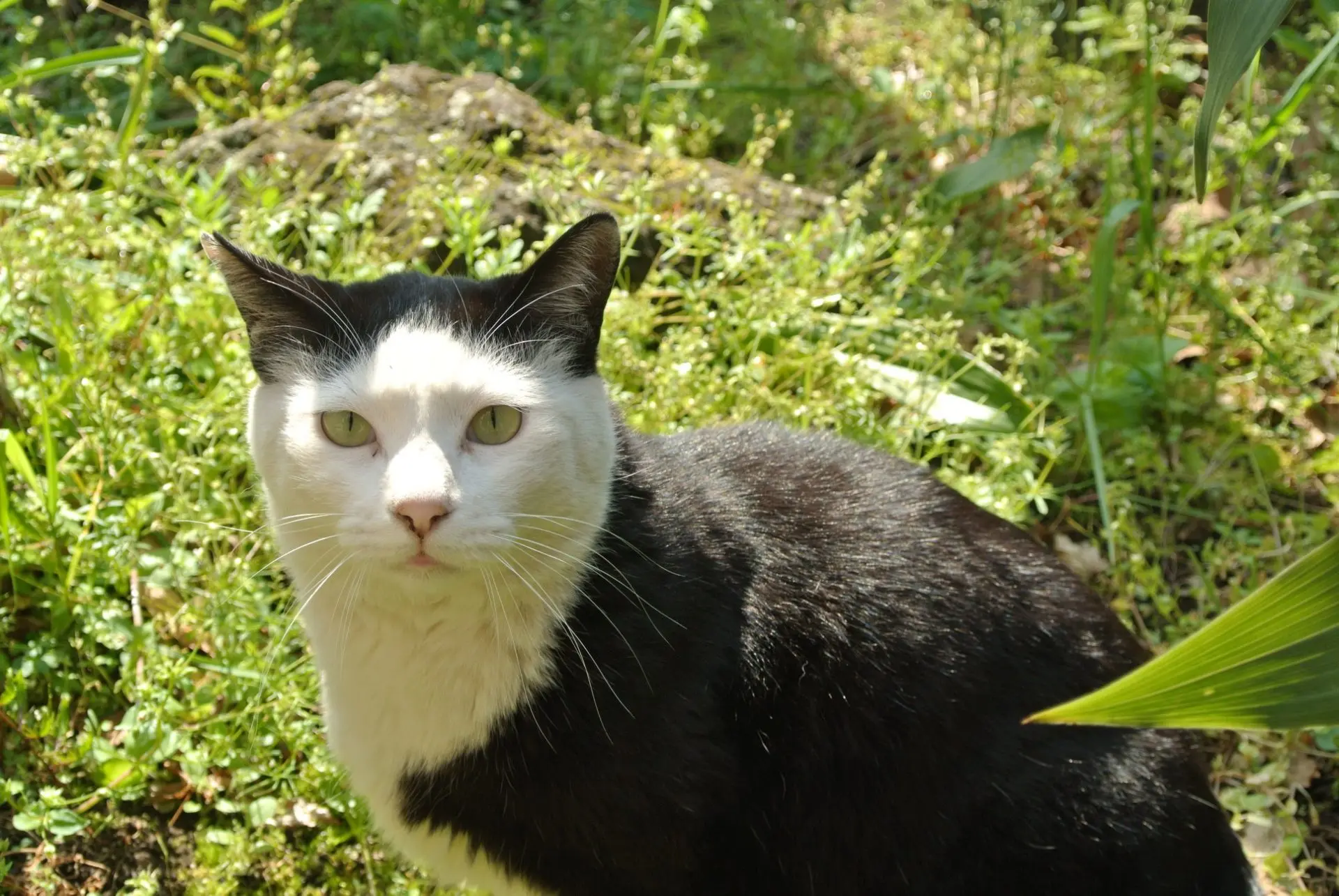 特定非営利活動法人 ねりまねこ | 寄付で拡げる犬猫の未来ー確かな団体