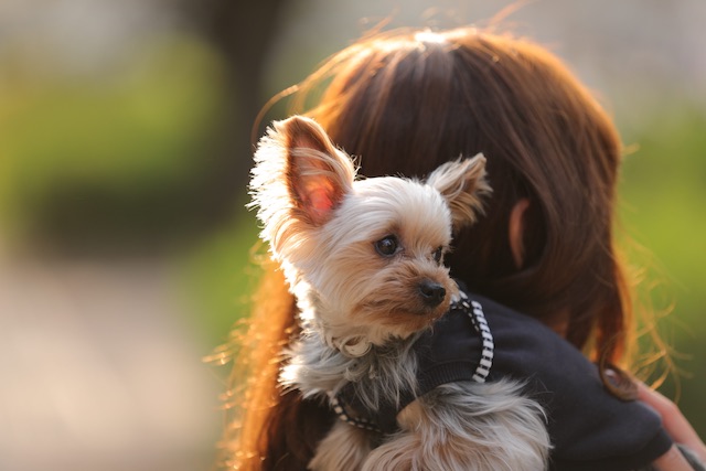 愛犬とのお散歩を楽しめないときの対処法 日本初 動物のためのオンライン寄付サイト