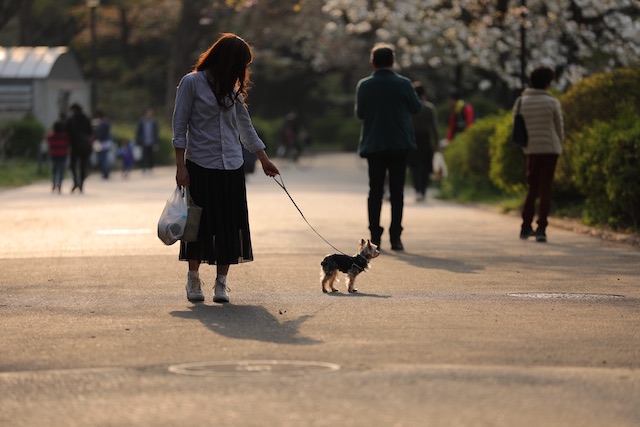愛犬とのお散歩を楽しめないときの対処法 日本初 動物のためのオンライン寄付サイト