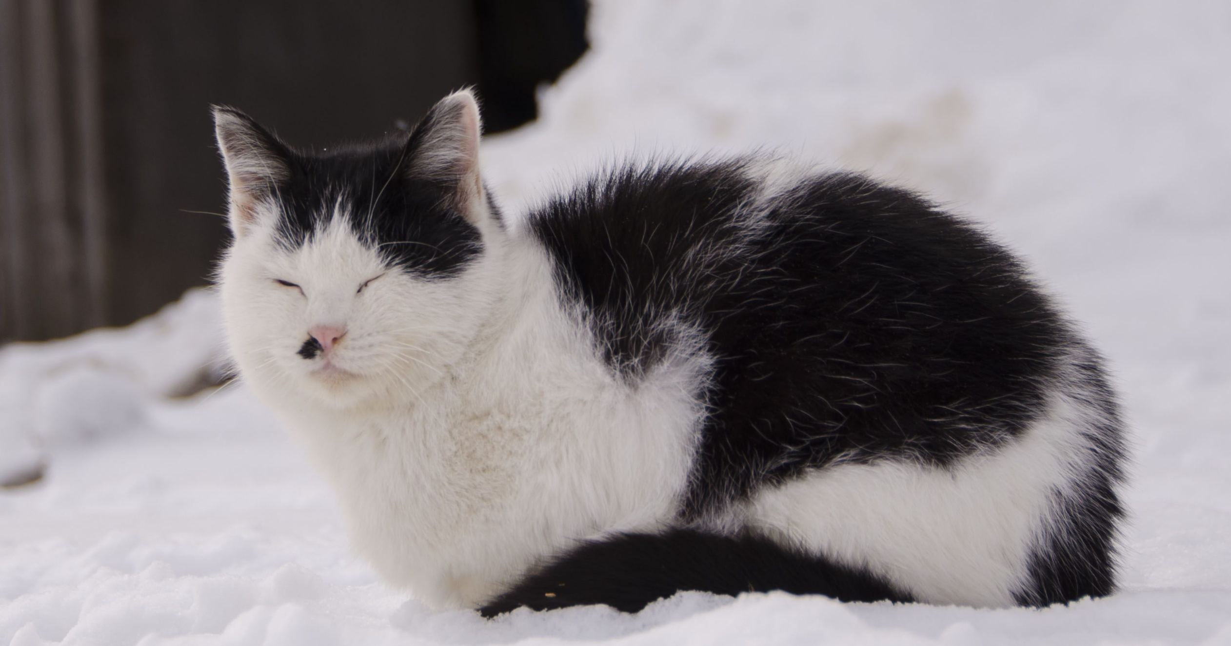 特定非営利活動法人 猫と人を繋ぐツキネコ北海道 | 寄付で拡げる犬猫の