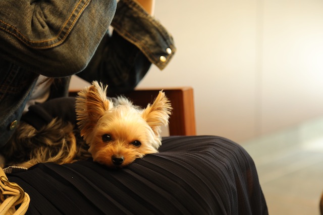 犬を迎える前に知ってほしい 犬と一緒に暮らすことの大変さ Animal Donation 日本初 動物のためのオンライン寄付サイト