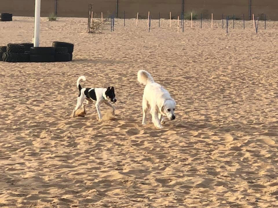 desert dog run