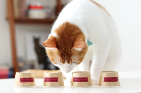 ＋イイコトに猫本専門の出版社「ねこねっこ」様がご参画 | 寄付で
