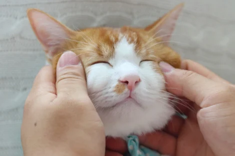 ＋イイコトに猫本専門の出版社「ねこねっこ」様がご参画 | 寄付で
