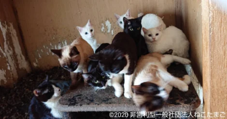 ねこたまご】いよいよ里親募集開始！238頭多頭飼育崩壊レスキューの