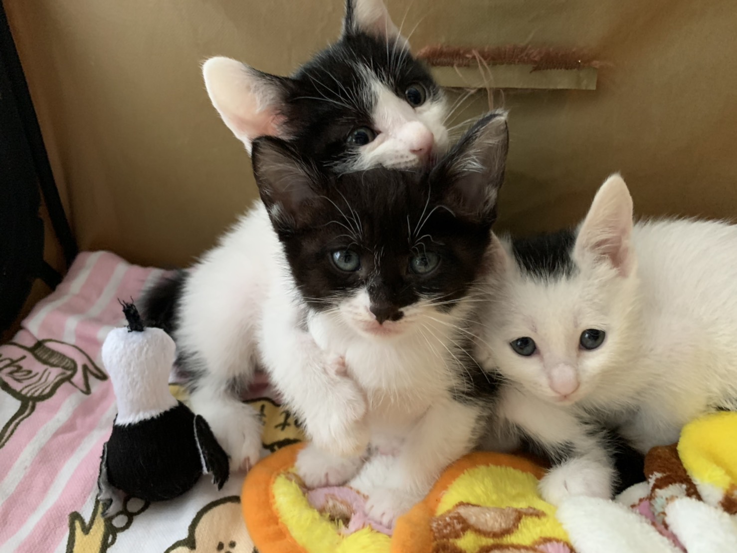 ねこたまご】いよいよ里親募集開始！238頭多頭飼育崩壊レスキューの