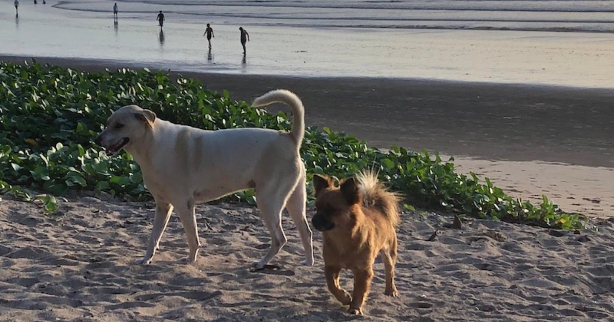 ペットと野良犬の区別は難しい バリ島のリアルな動物福祉事情 海外情報レポート バリ編 Animal Donation 日本初 動物 のためのオンライン寄付サイト ペットと野良犬の区別は難しい バリ島のリアルな動物福祉事情 海外情報レポート バリ編 Animal Donation 日本初 動物 のためのオンライン寄付サイト