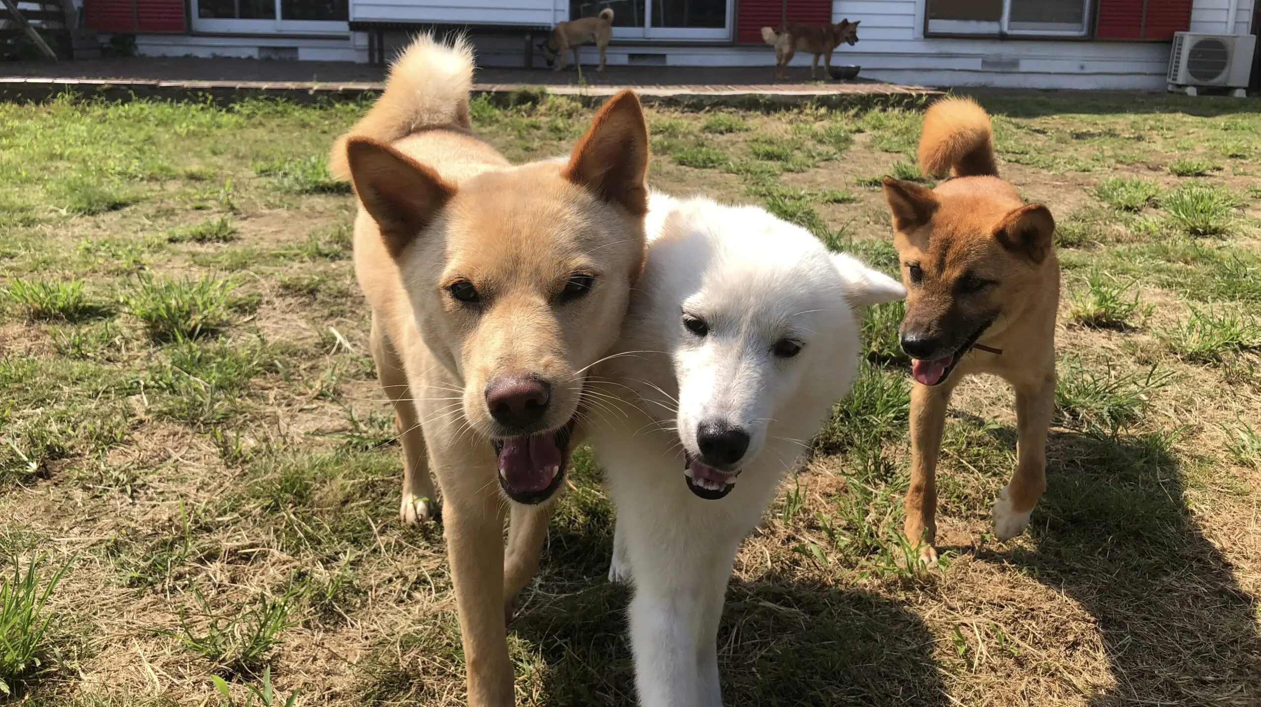 公益財団法人 ヒューマニン財団 | 寄付で拡げる犬猫の未来ー確かな団体