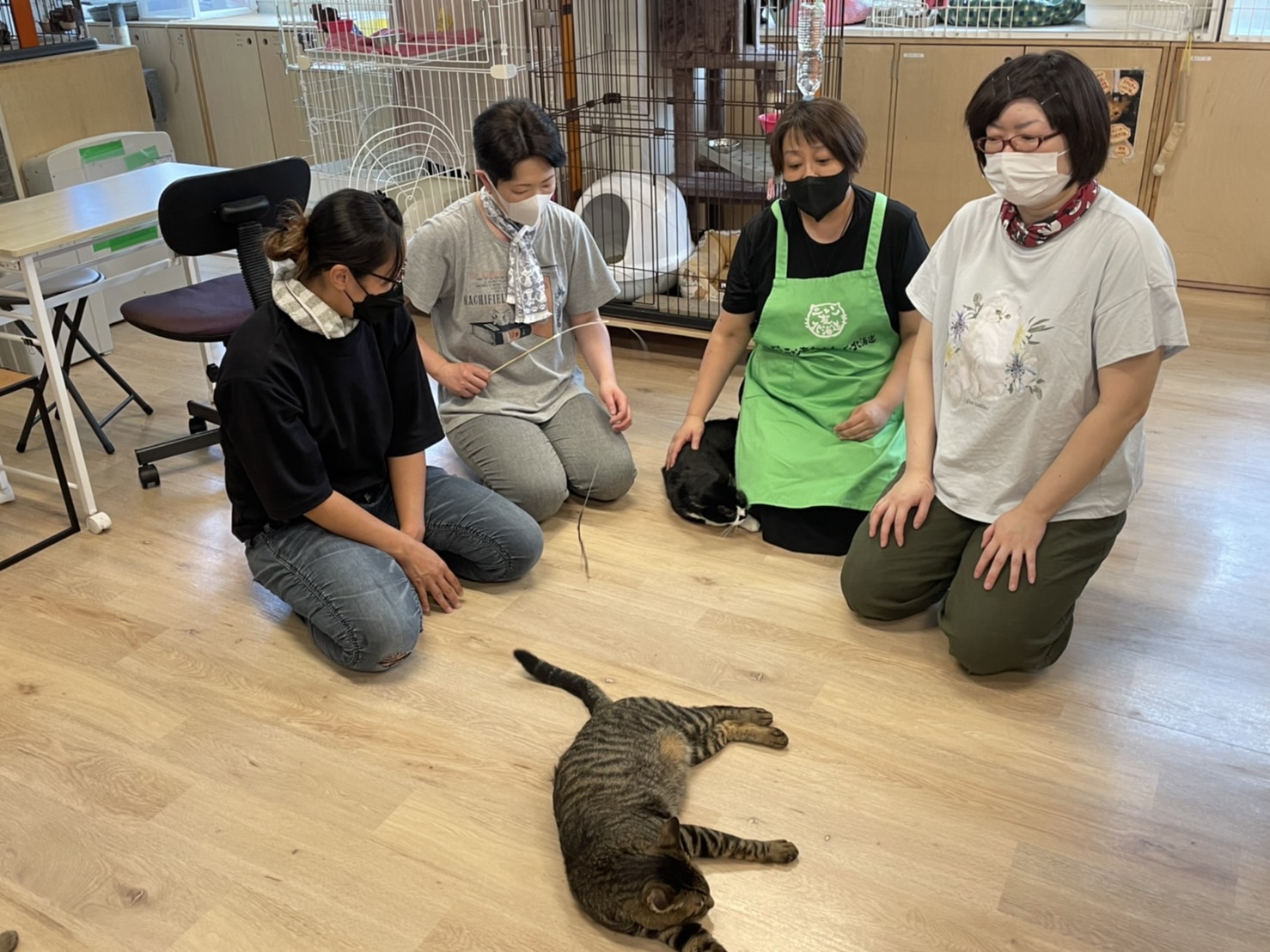 特定非営利活動法人 ニャン友ねっとわーく北海道 | 寄付で拡げる犬猫の