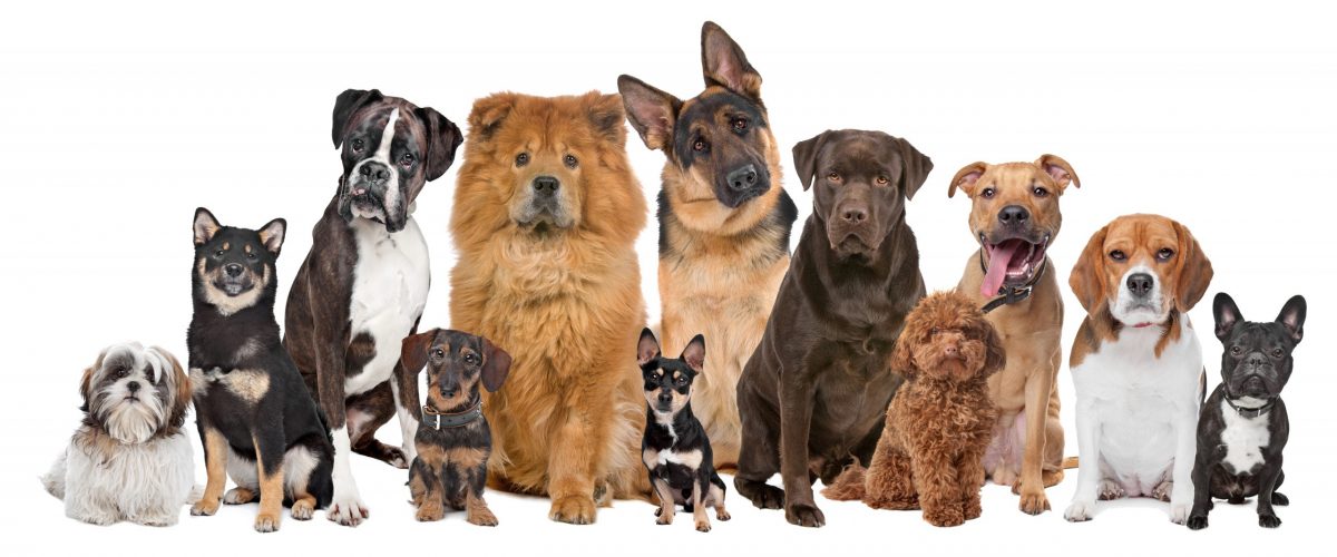 <基礎知識>世界の犬、10犬種グループとその特徴 | 寄付で拡げる犬猫の未来ー確かな団体選定のアニドネ