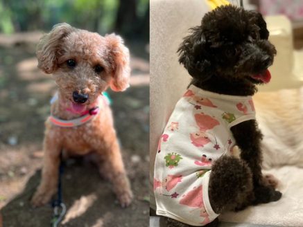 保護犬カルティエ ジルベル