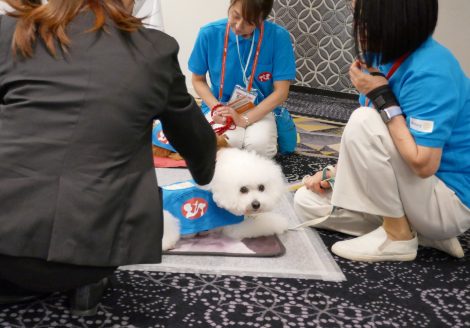 働く犬ブースで一般参加者とふれあうセラピー犬