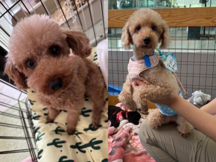 保護犬デエル テンテン
