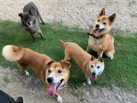 人好きなシニアの保護犬たち