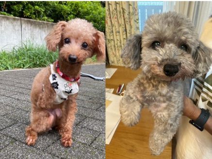 保護犬マネ ミニカ
