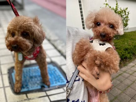 保護犬はなな バンナン