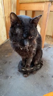 保護された猫の健康状態