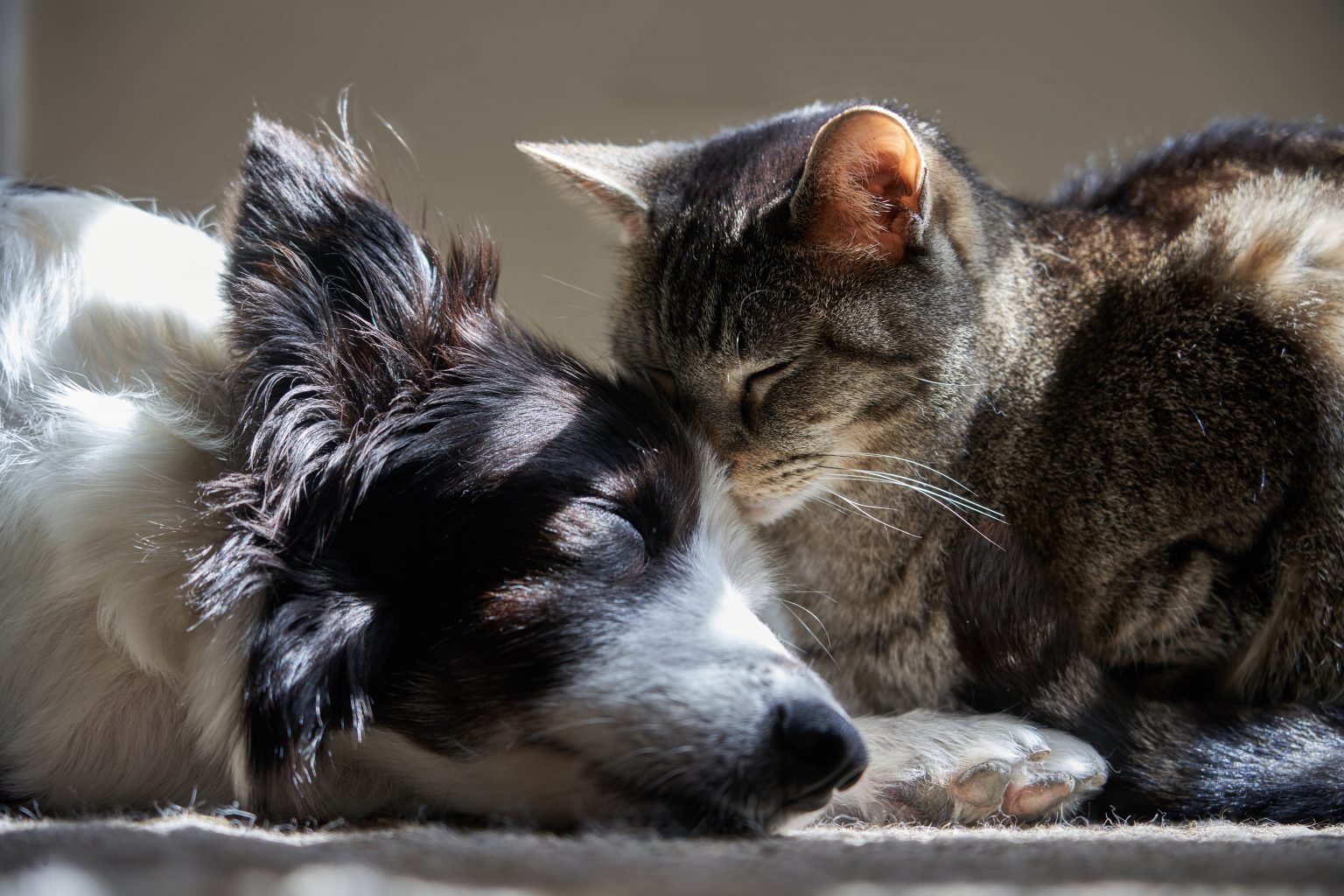 犬猫飼い主や動物福祉のいま 2023年度全国調査からわかること | 寄付で拡げる犬猫の未来ー確かな団体選定のアニドネ