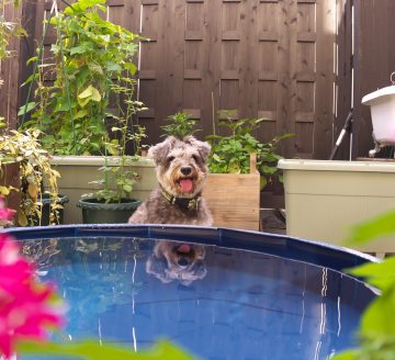 犬もくつろげる無為自然