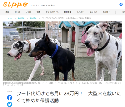 sippo　西平衣里　大型犬の保護活動