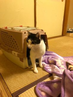 保護猫ハーバちゃん里親さんの里親さんの元へ