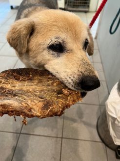 お菓子を食べるテンダー