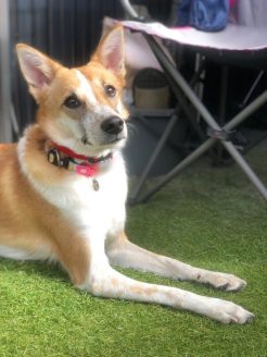 膝蓋骨脱臼(パテラ)と前十字靱帯損傷の手術を受けた保護犬のシフォンちゃん