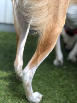 犬の膝蓋骨脱臼(パテラ)は骨の状態や程度によりグレード1から4に分けられる