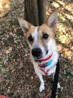 大好きな森でのお散歩を楽しむ保護犬のシフォンちゃん