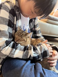 お兄ちゃんの腕の中でウトウトするする保護猫メルちゃん