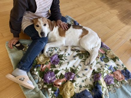 保健所からの保護犬