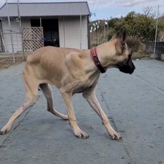 今後も手術が必要なバンビ