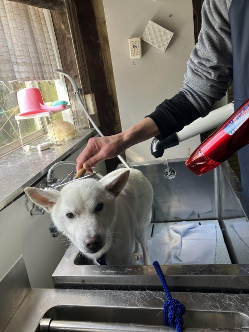 能登半島地震で被災した白い犬