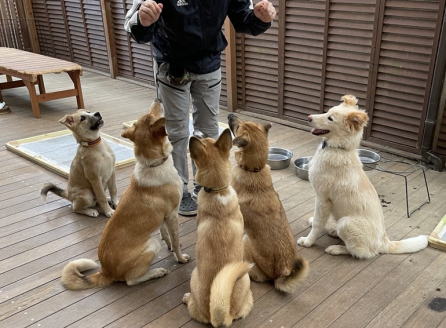 保護犬トレーニング中