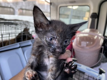 多頭飼育崩壊からレスキュー