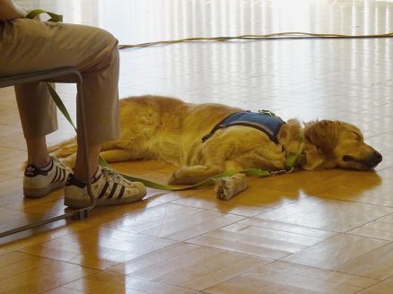 感謝の集いに参加の犬
