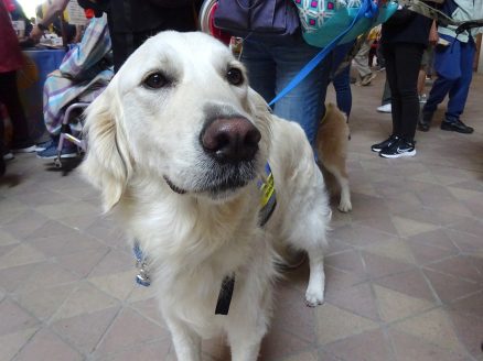 DI犬