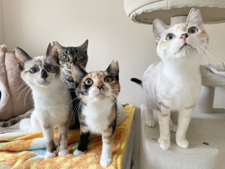 里親を待つ保護猫たち